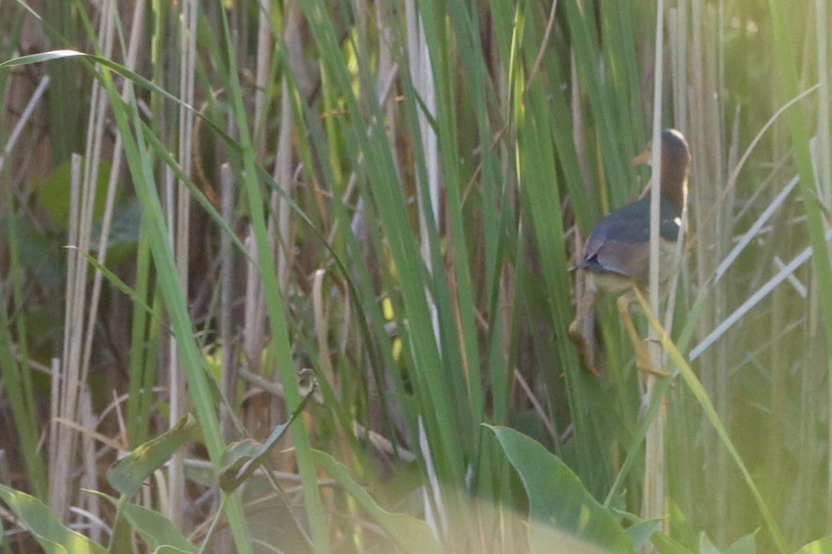 Least Bittern - ML638269062