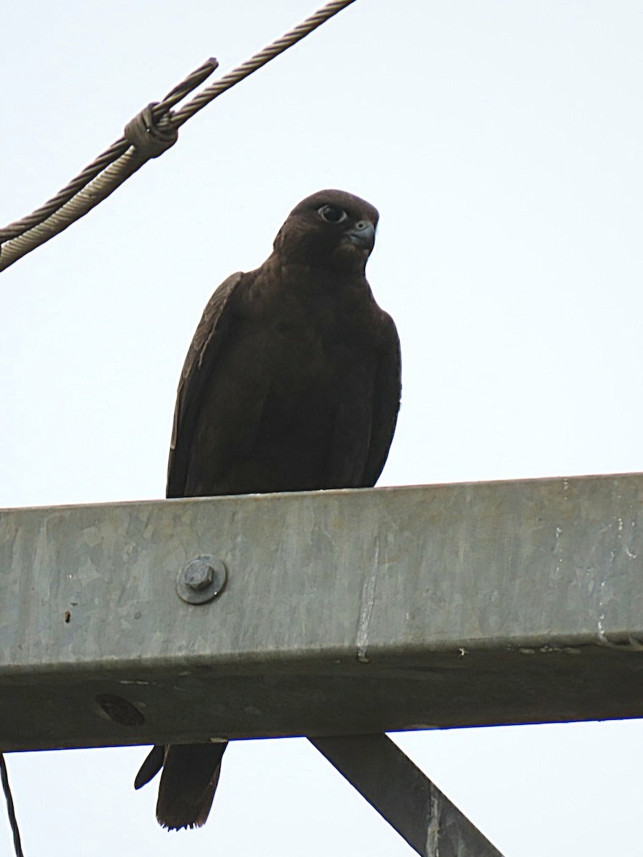 Black Falcon - ML638269066