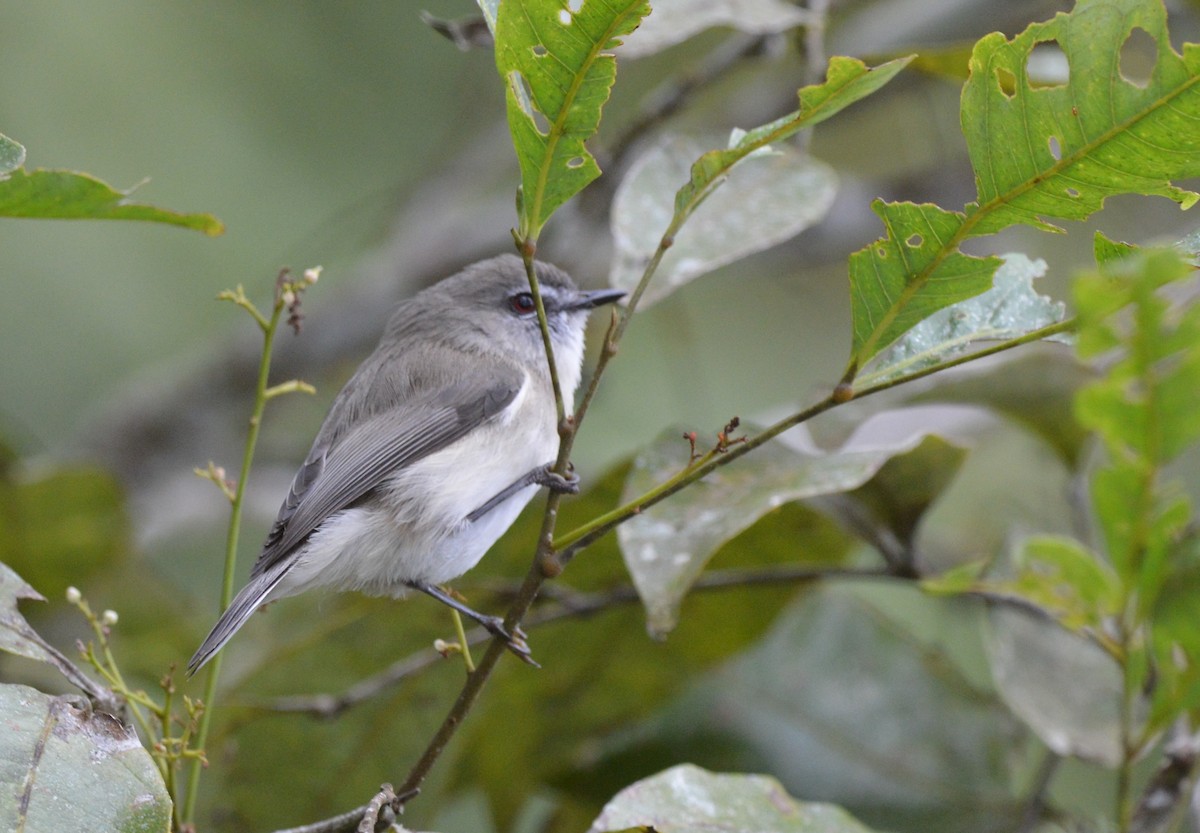 Brown Gerygone - ML638269075
