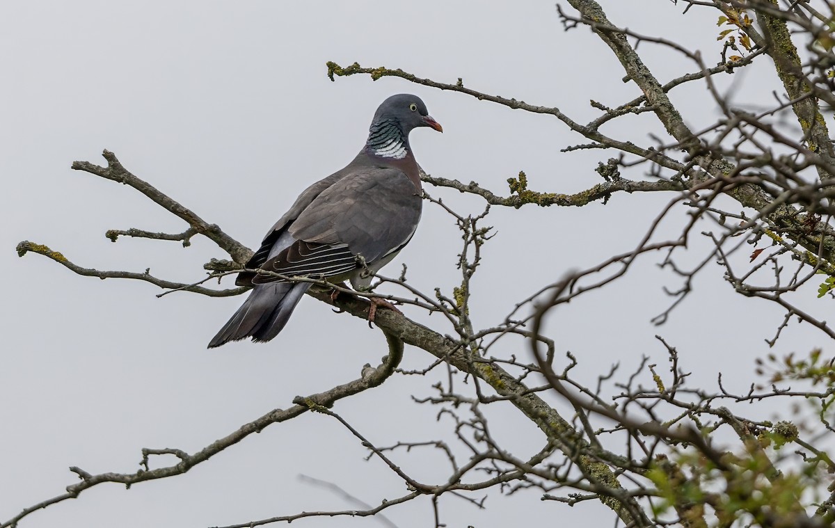 Common Wood-Pigeon - ML638269079
