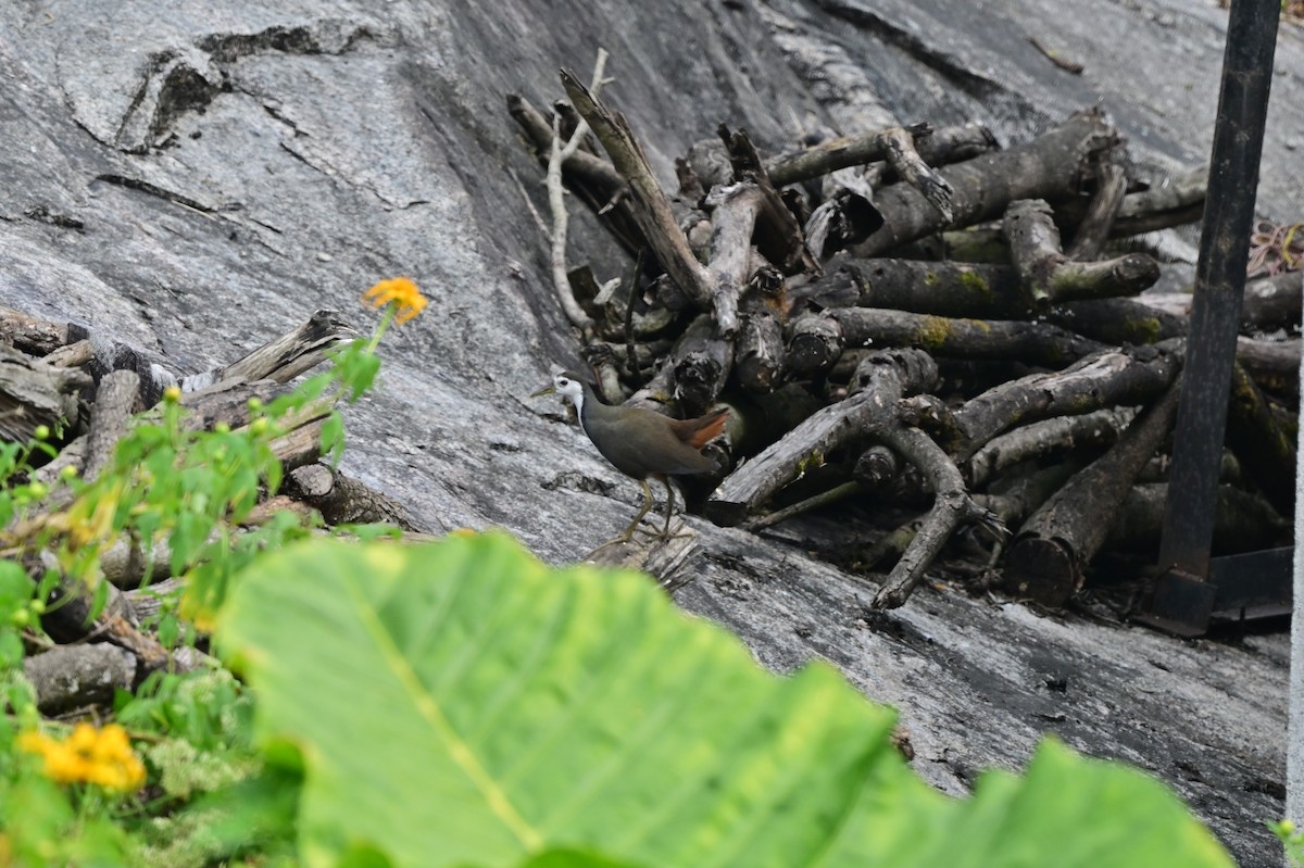 White-breasted Waterhen - ML638269080