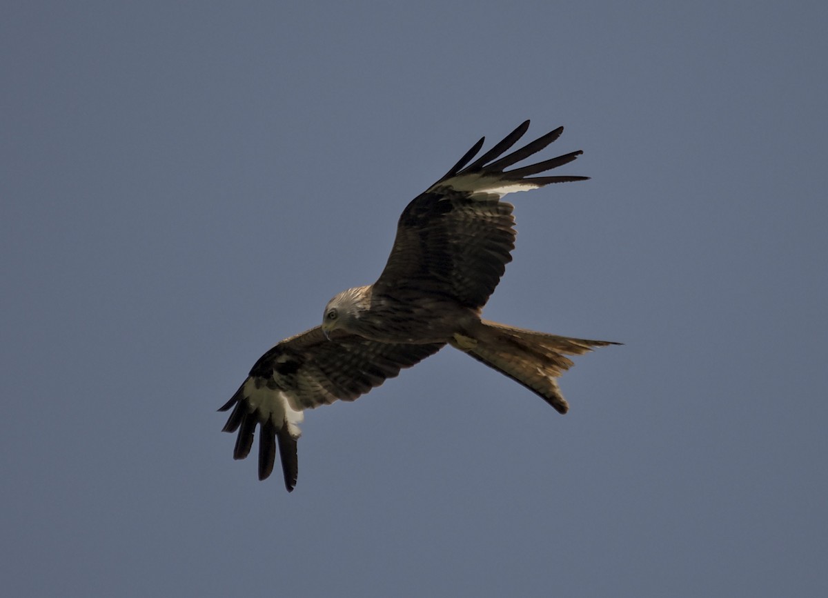 Red Kite - ML638269081