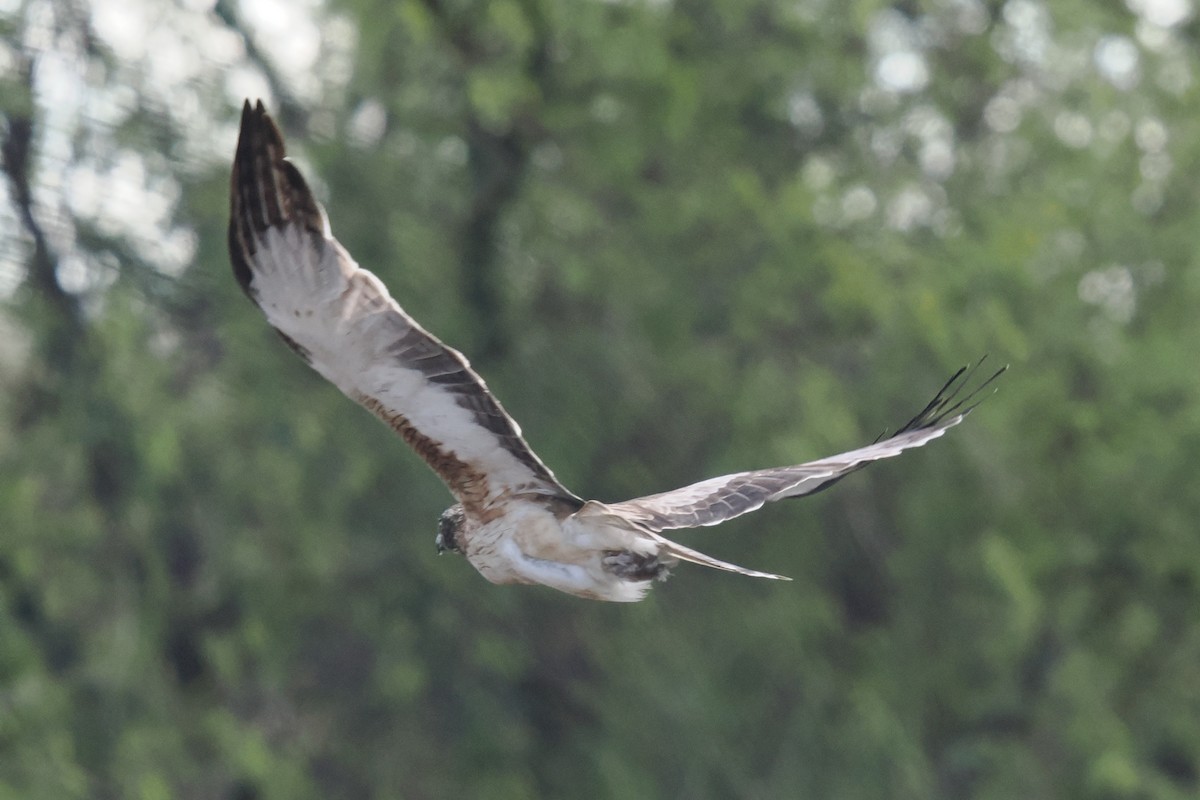 Little Eagle - ML638269089