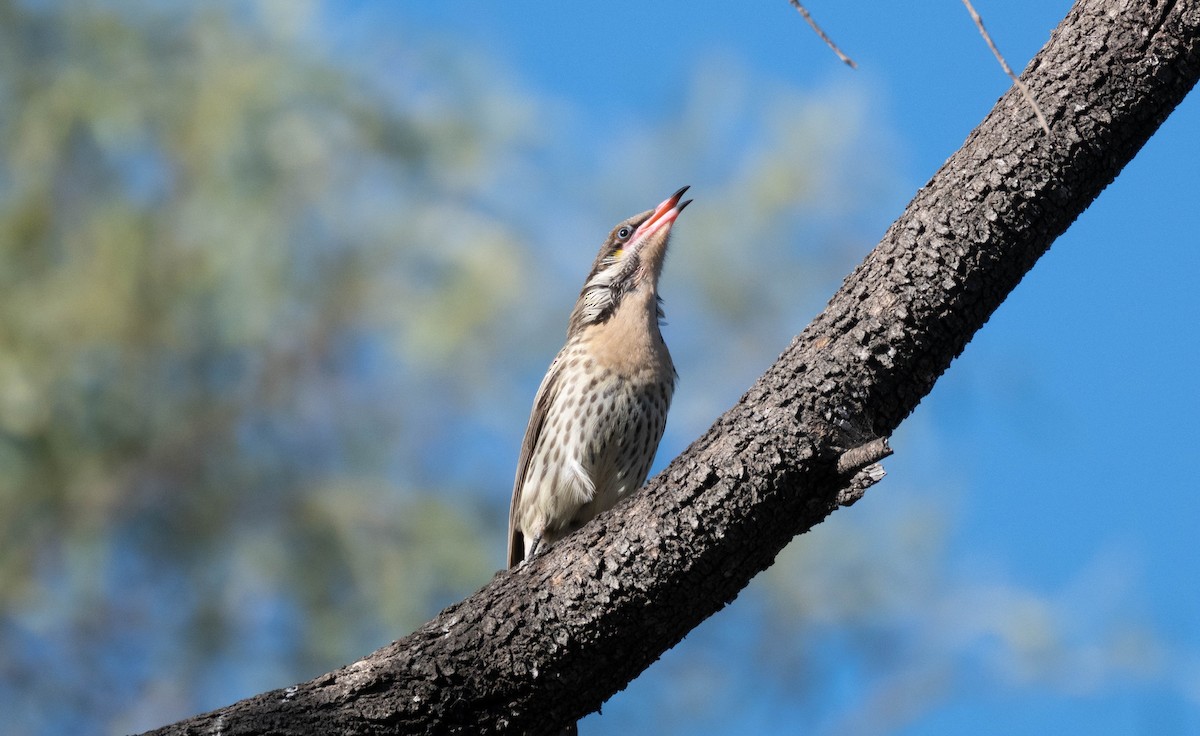 Spiny-cheeked Honeyeater - ML638269100