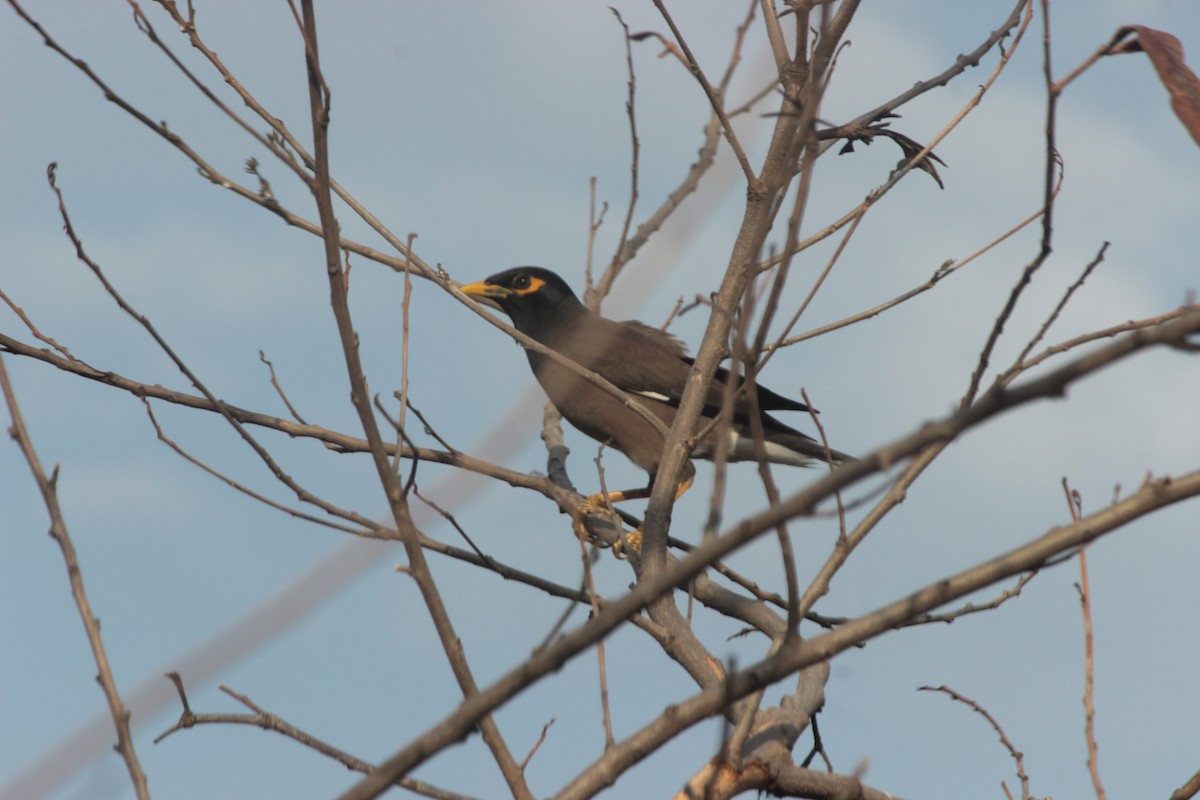 Common Myna - ML638269105