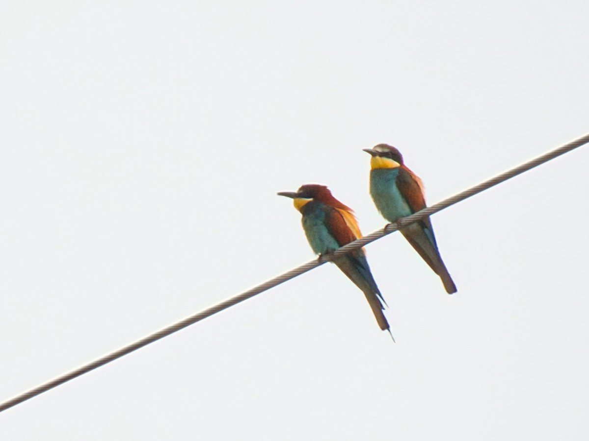 European Bee-eater - ML638269110