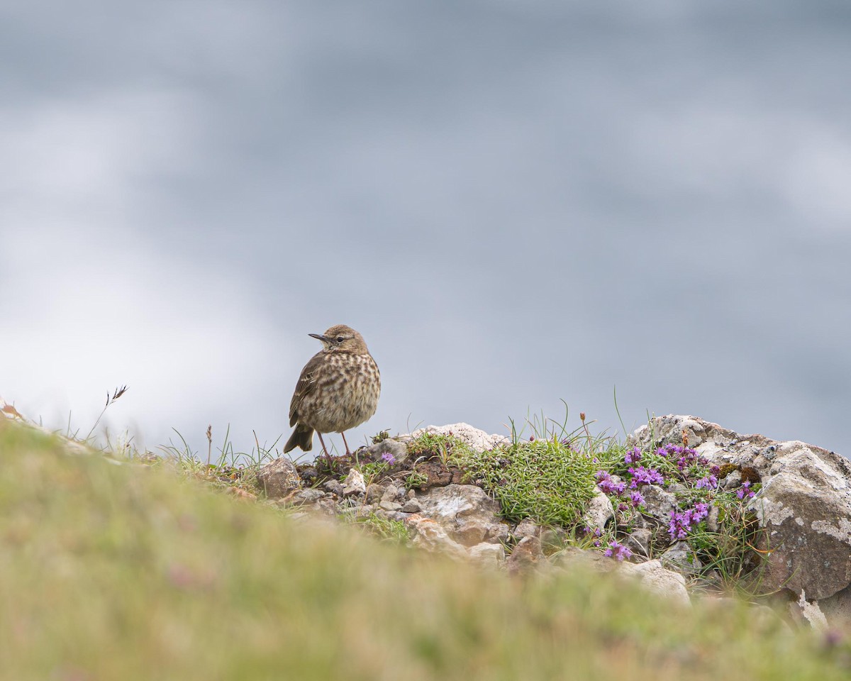 Rock Pipit - ML638269113