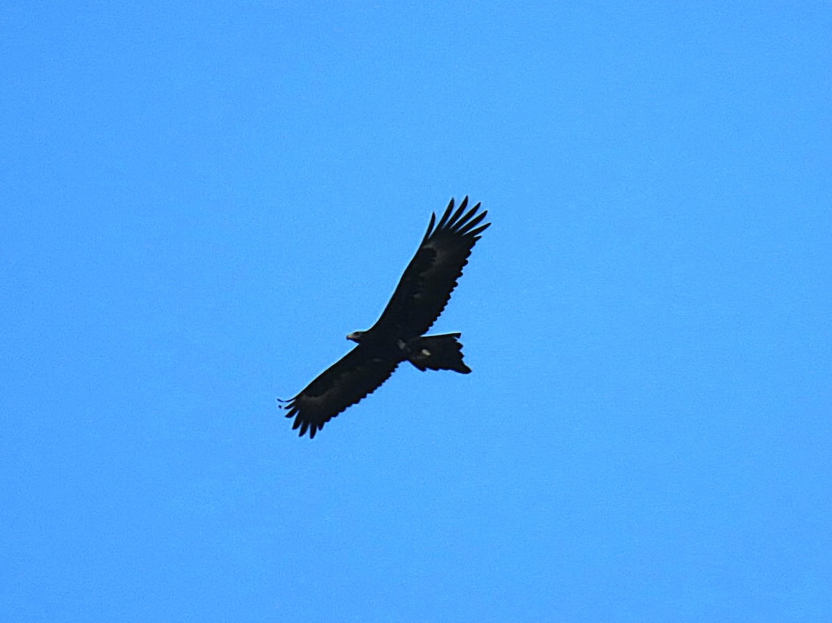 Wedge-tailed Eagle - ML638269116
