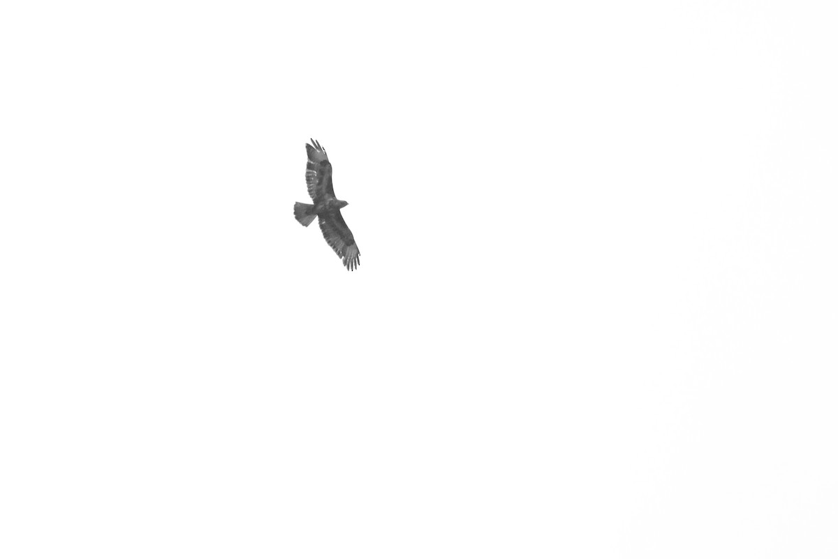 Common Buzzard - ML638269119