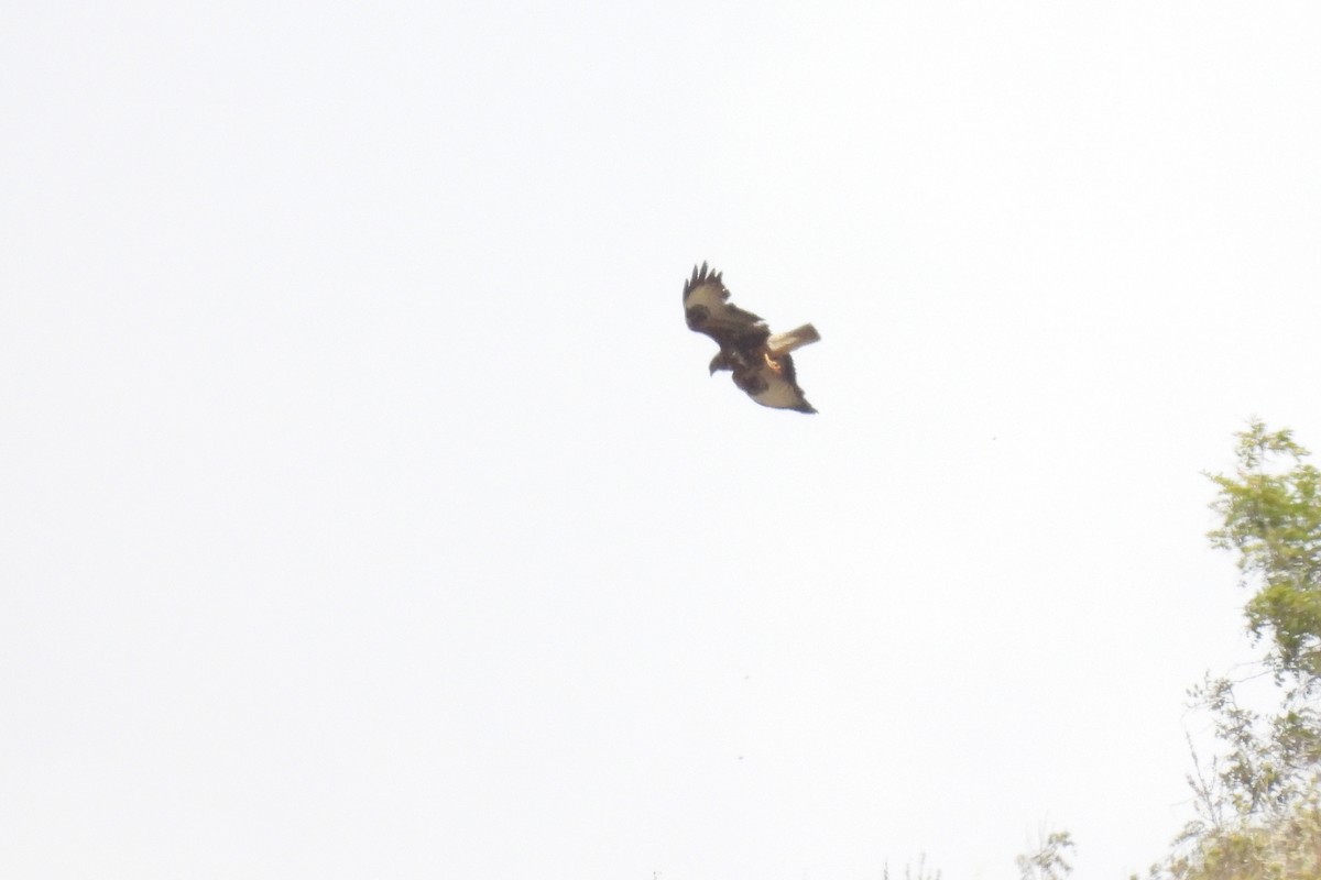 Common Buzzard - ML638269120
