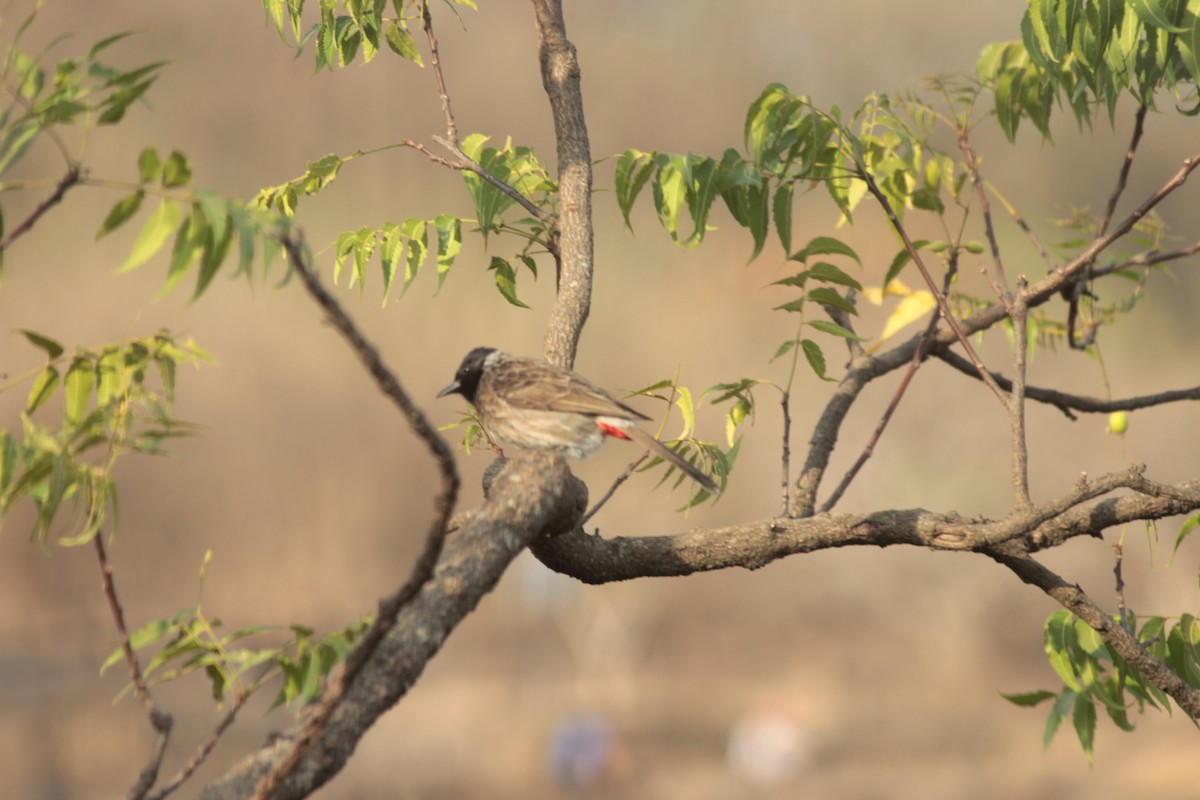 Red-vented Bulbul - ML638269126