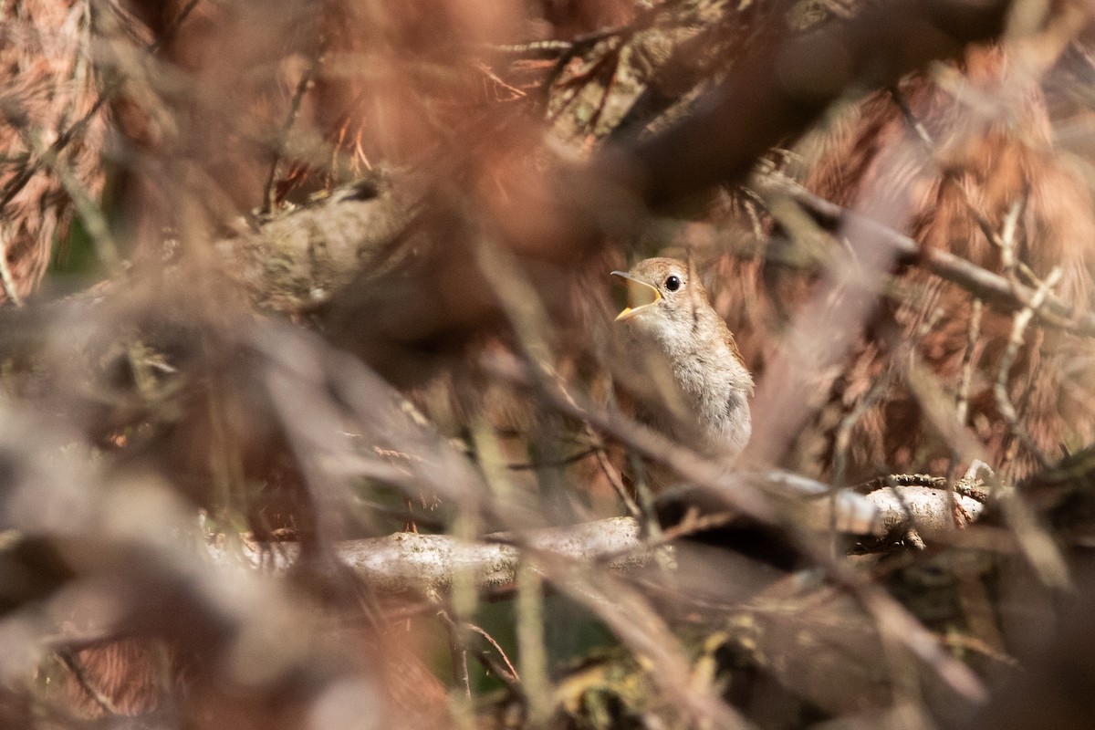 Common Nightingale - ML638269136