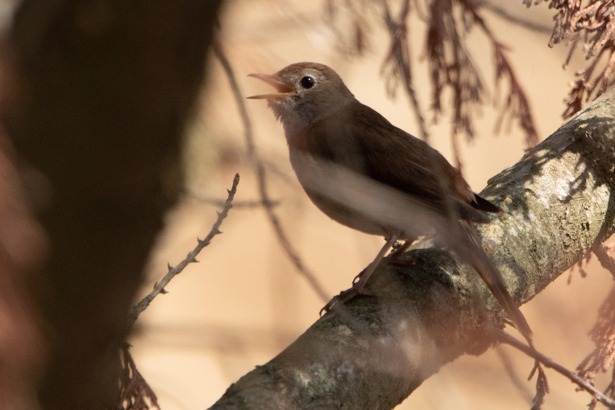 Common Nightingale - ML638269137