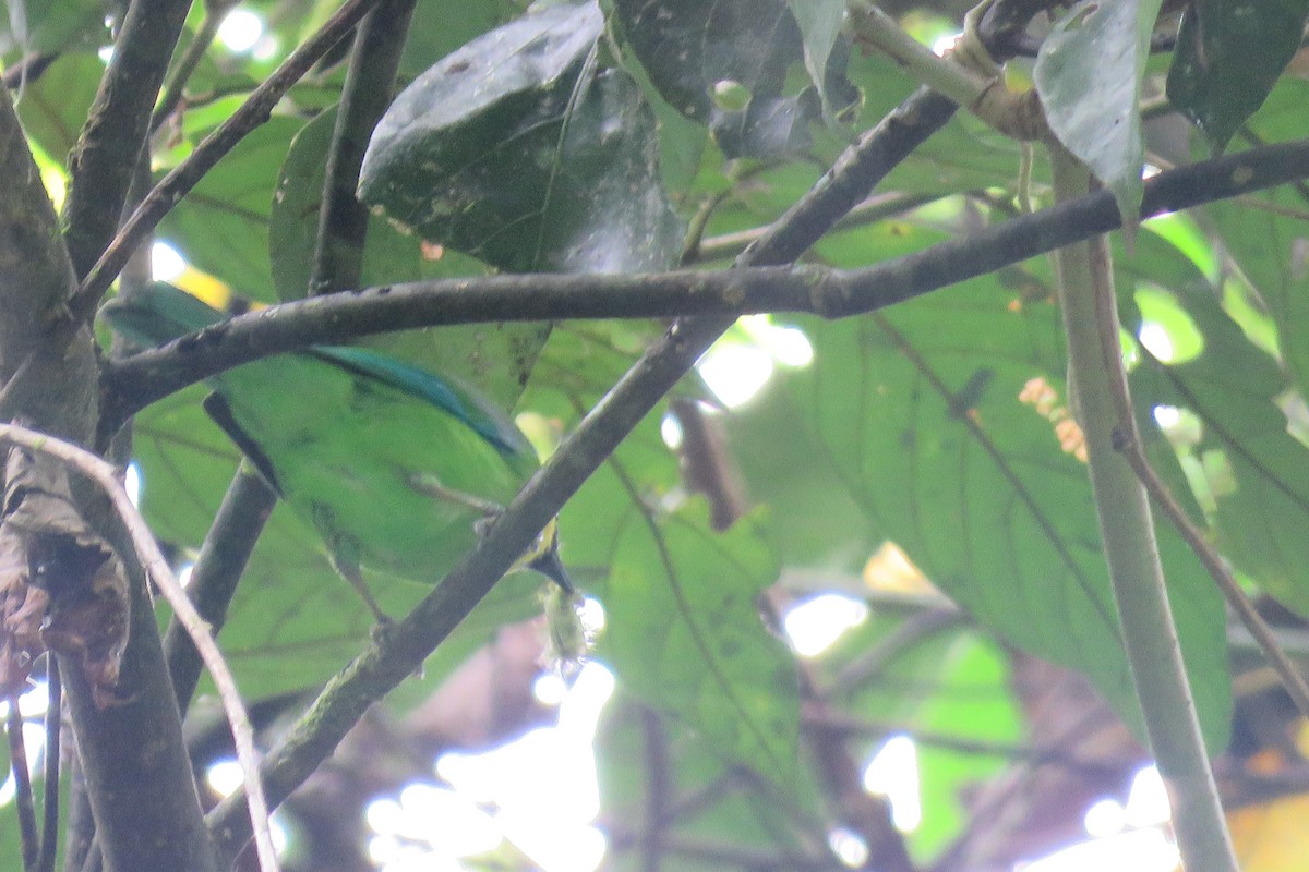 Blue-winged Leafbird - ML638269142
