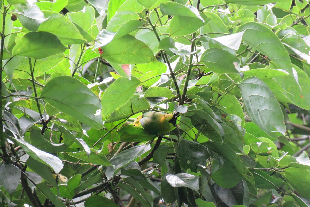 Blue-winged Leafbird - ML638269143