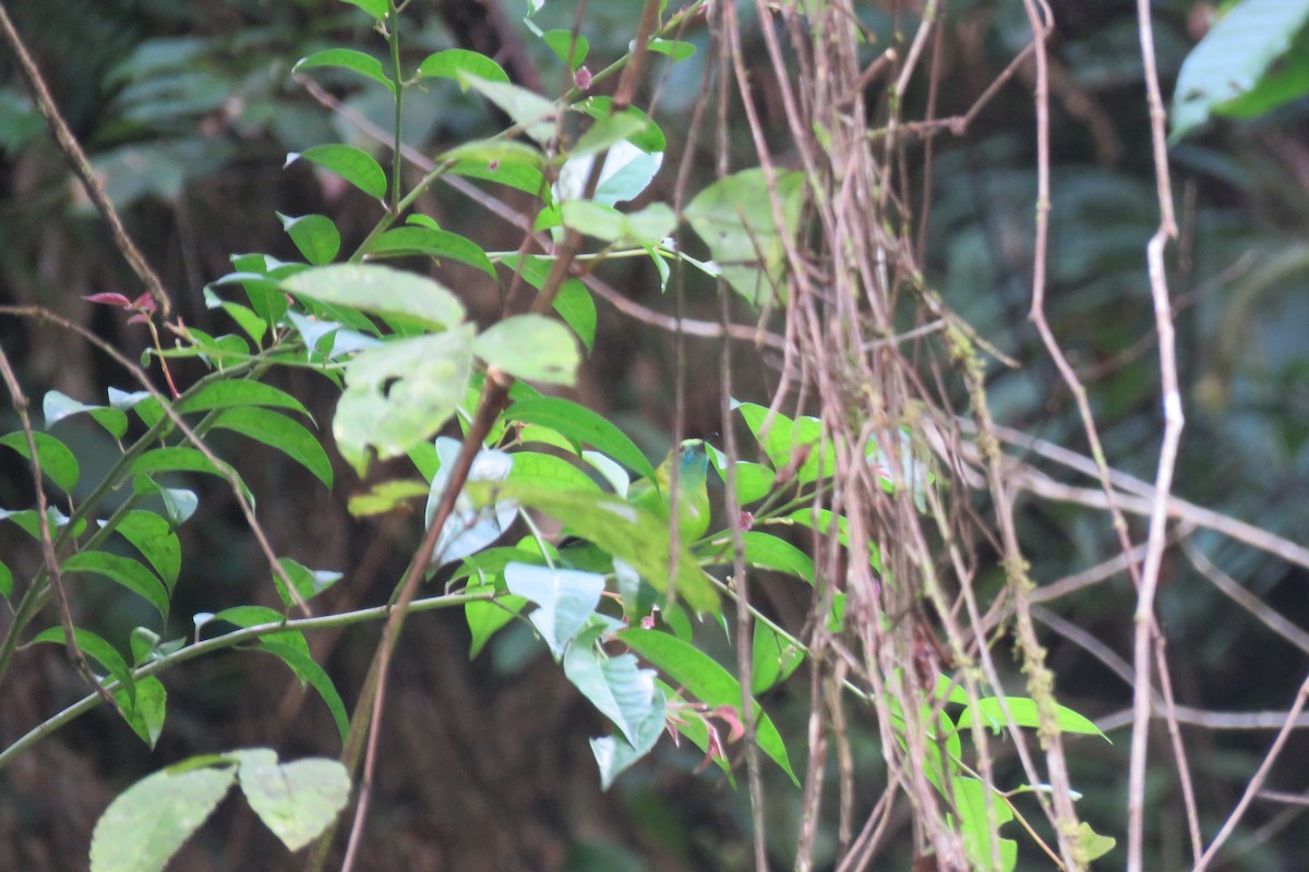 Blue-winged Leafbird - ML638269144