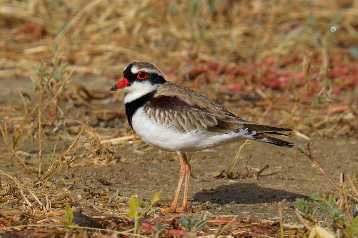 Black-fronted Dotterel - ML638269160