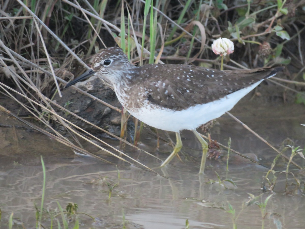 Solitary Sandpiper - ML638269162