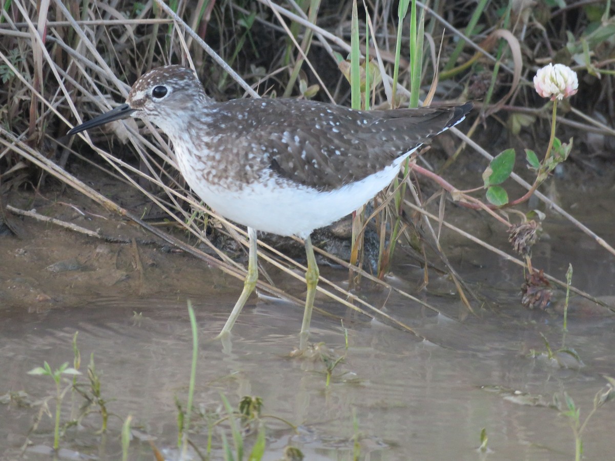 Solitary Sandpiper - ML638269163