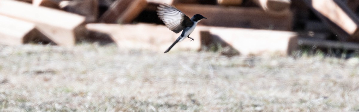 Restless Flycatcher - ML638269167