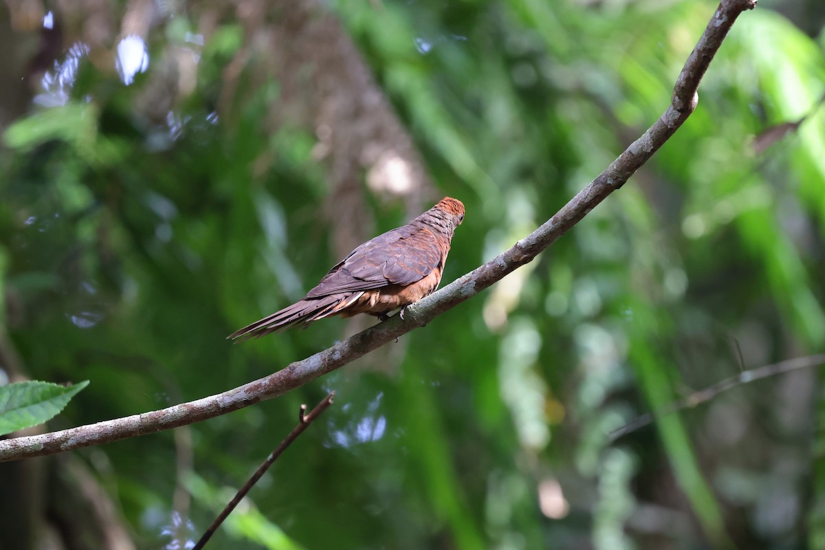 Little Cuckoo-Dove - ML638269222
