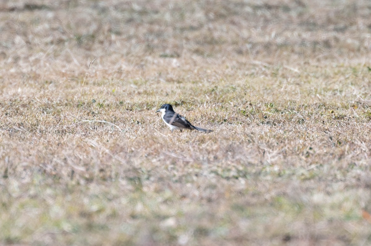 Restless Flycatcher - ML638269223