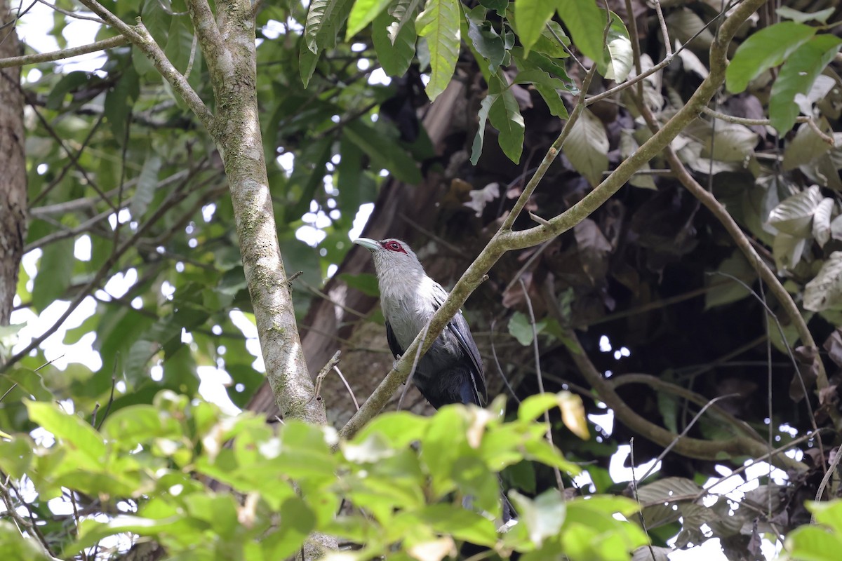 Green-billed Malkoha - ML638269225