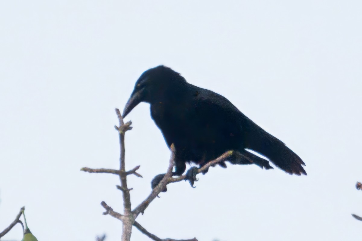 Cuban Crow - ML638269227
