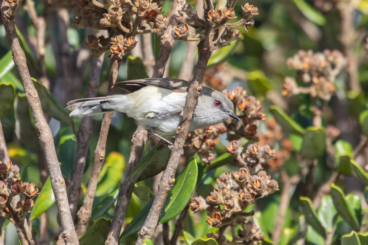 Gray Gerygone - ML638269228