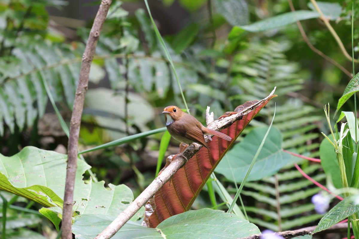 Rufous-browed Flycatcher - ML638269230