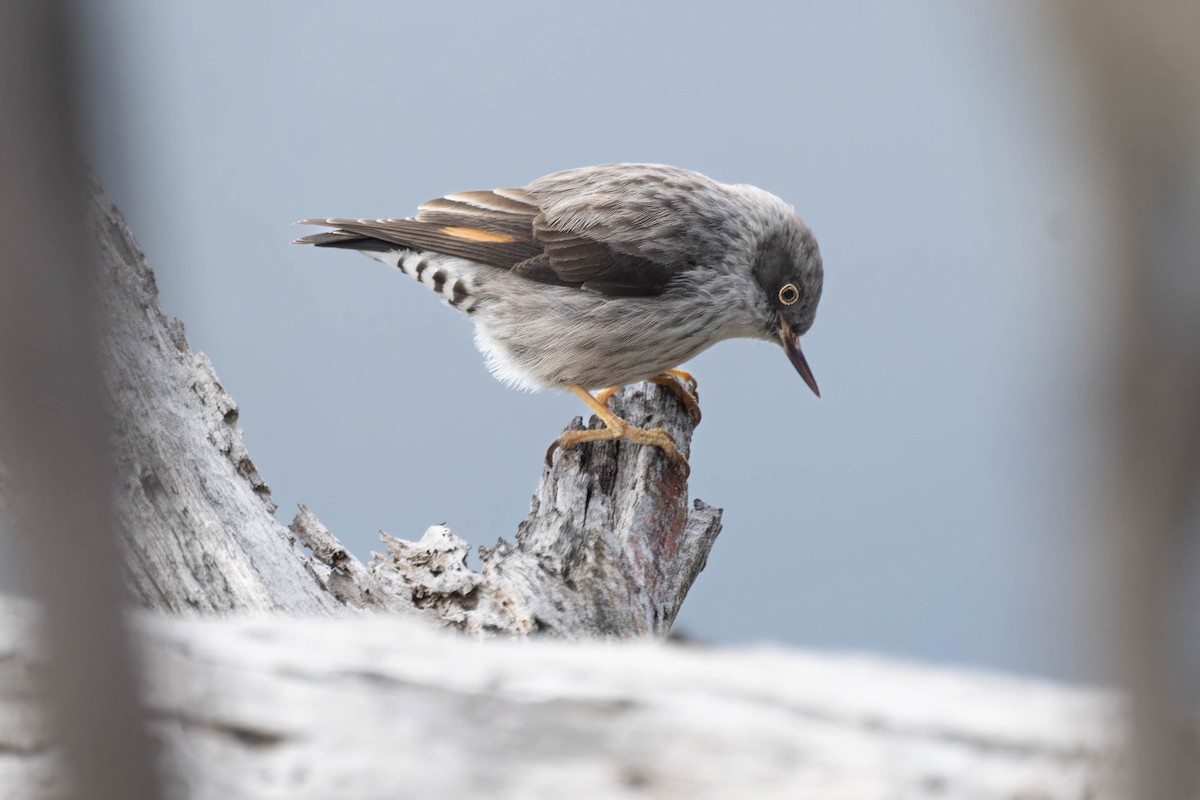 Varied Sittella - ML638269234