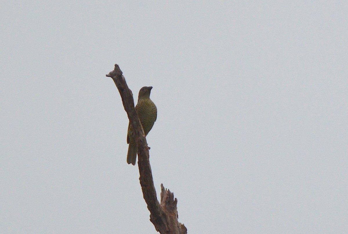 Satin Bowerbird - ML638269235