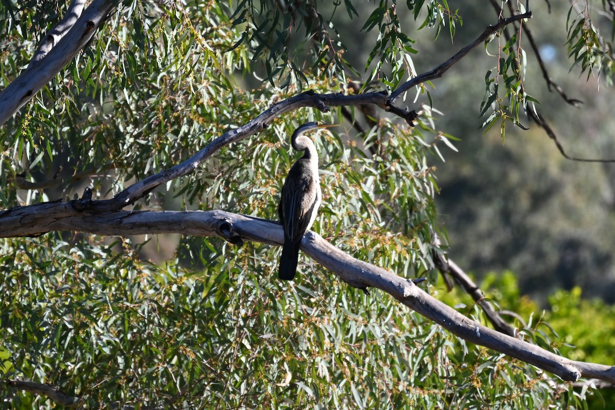 Australasian Darter - ML638269243
