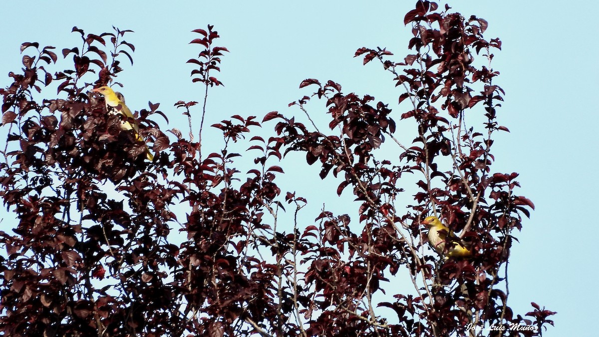 Eurasian Golden Oriole - ML638269247