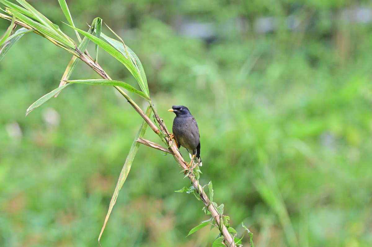 林八哥 - ML638269252