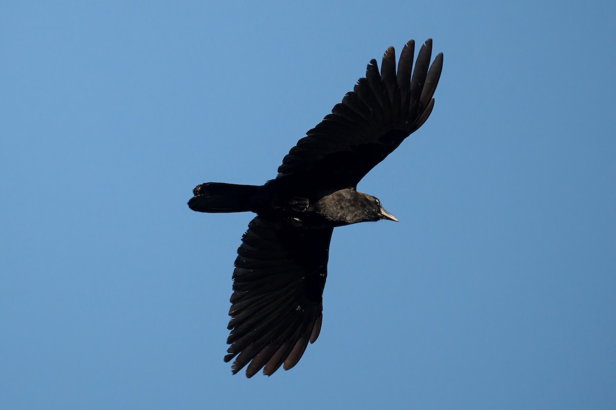 Cuban Palm-Crow - ML638269256