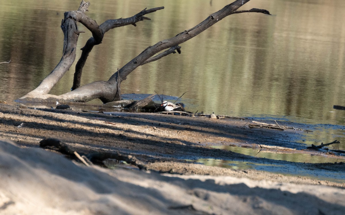 Black-fronted Dotterel - ML638269259