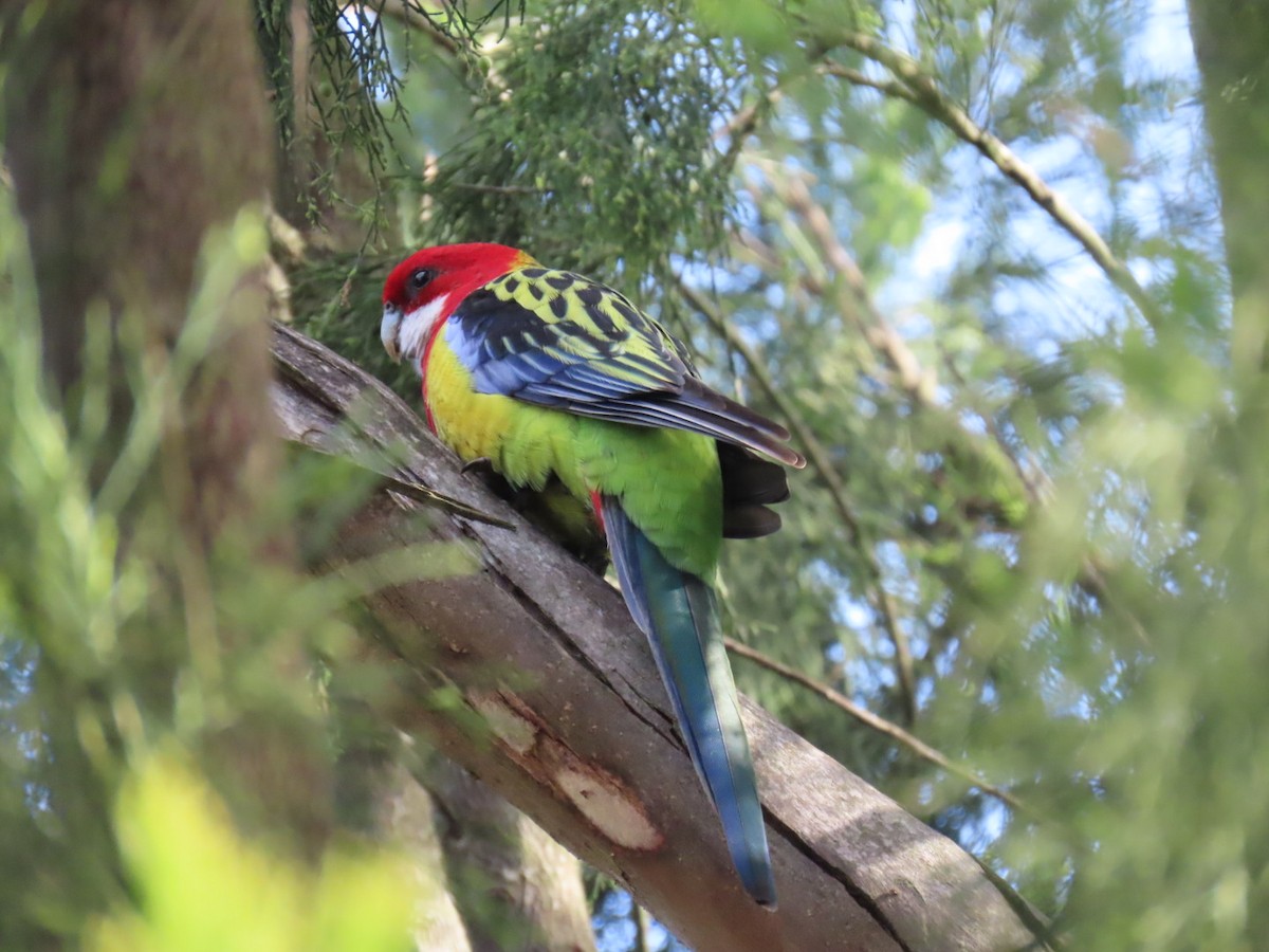 ナナクサインコ - ML638269261