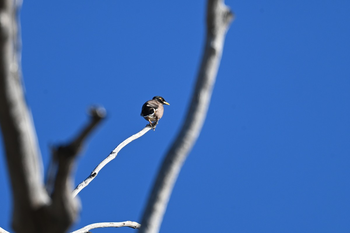 Common Myna - ML638269266