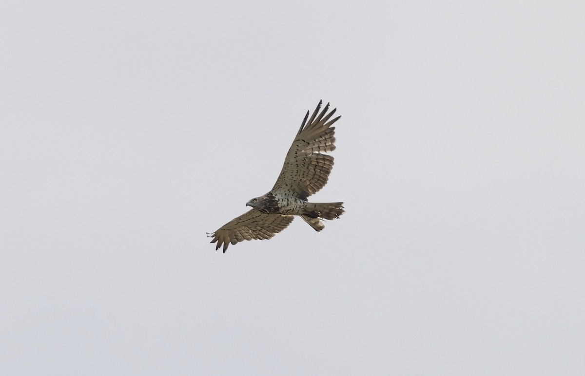 Short-toed Snake-Eagle - ML638269269