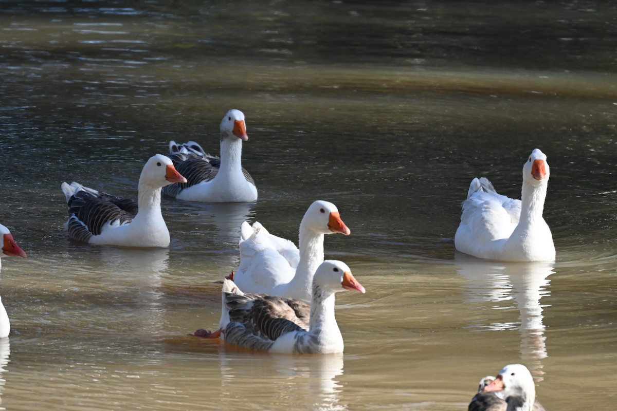 Domestic goose sp. (Domestic type) - ML638269270