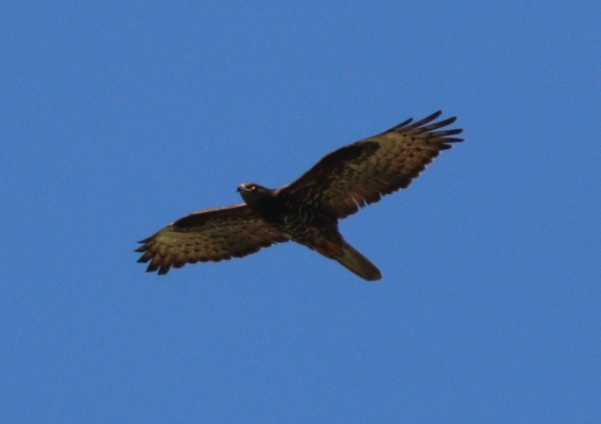 European Honey-buzzard - ML638269277