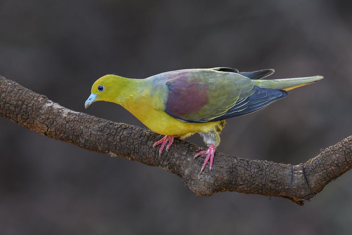 Wedge-tailed Green-Pigeon - ML638269284