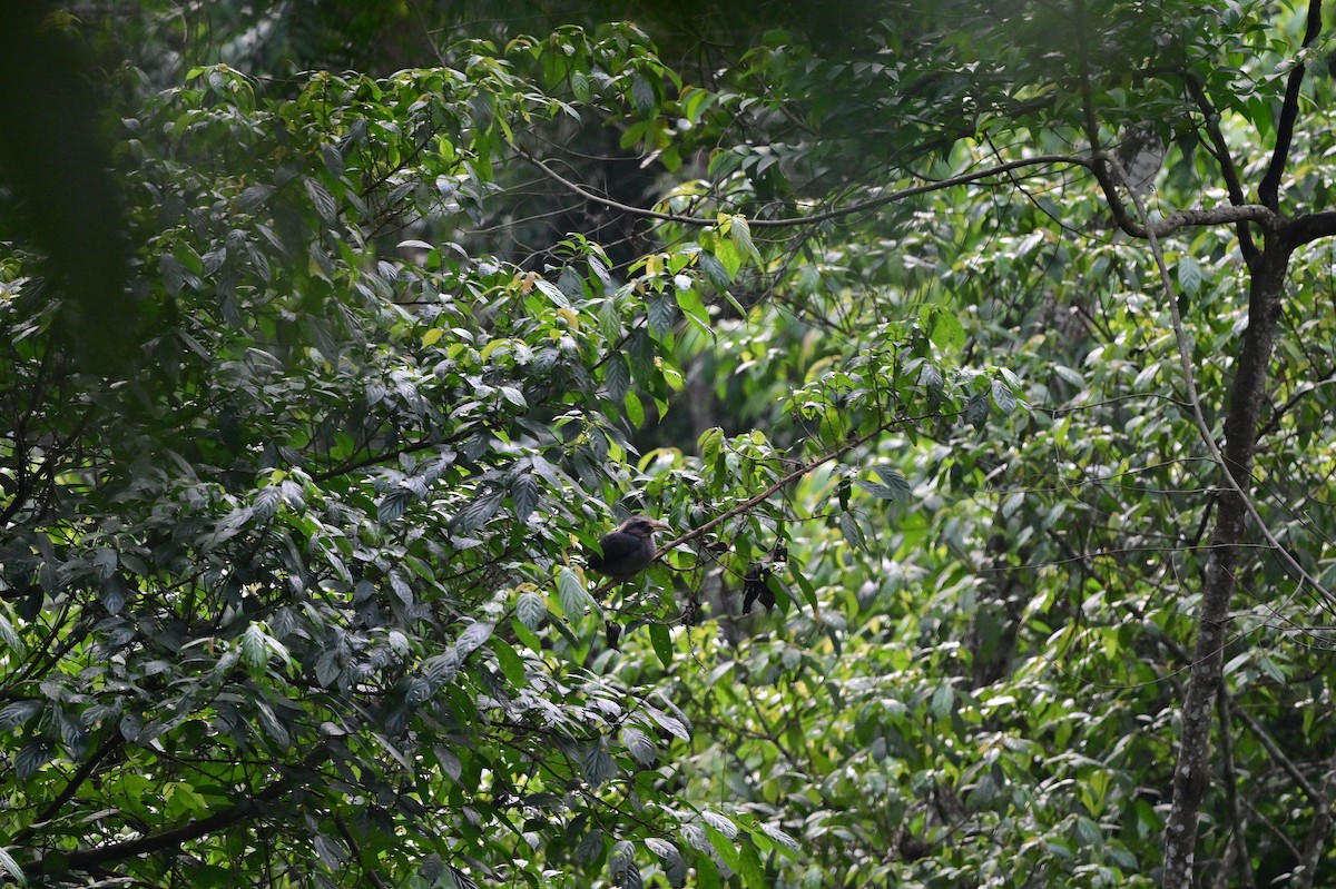 Malabar Gray Hornbill - ML638269295