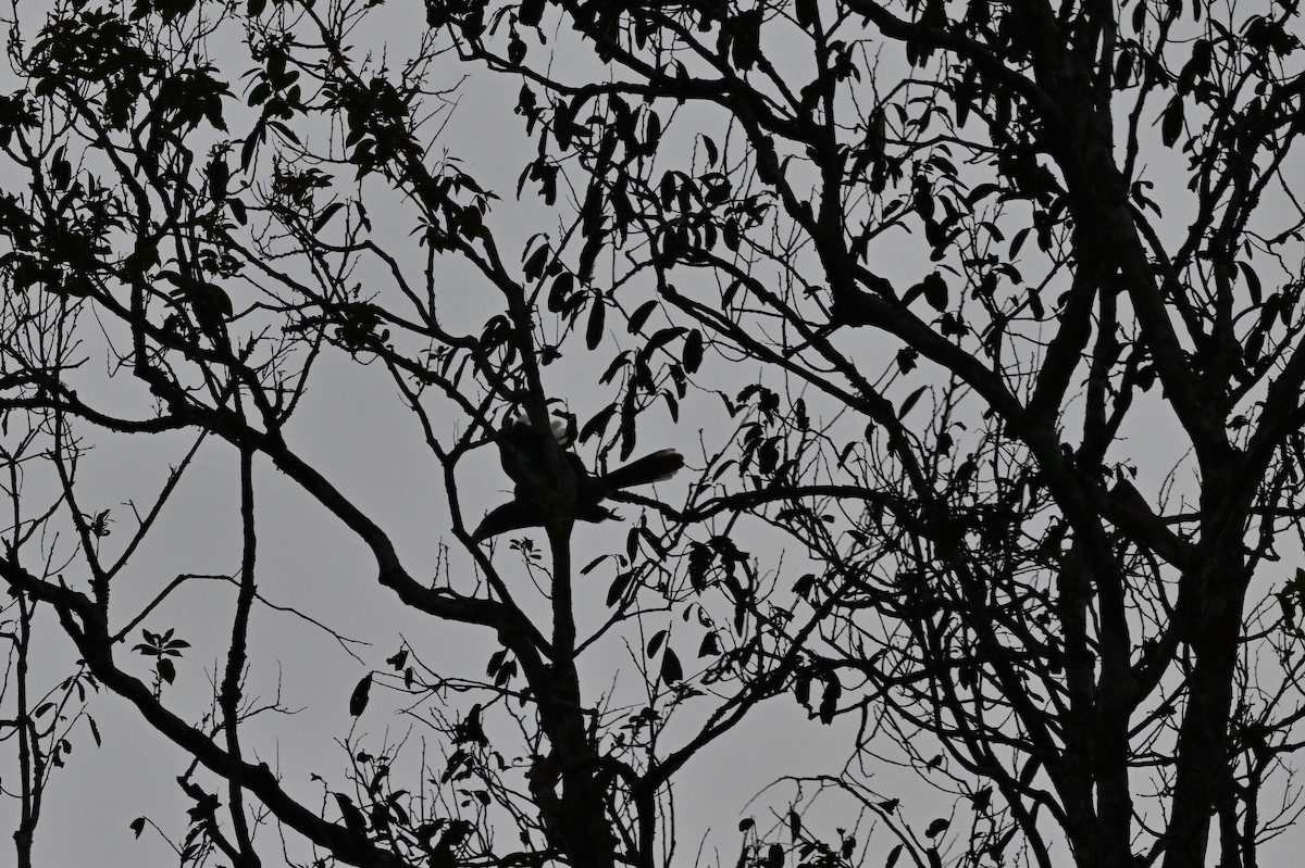 Malabar Gray Hornbill - ML638269298