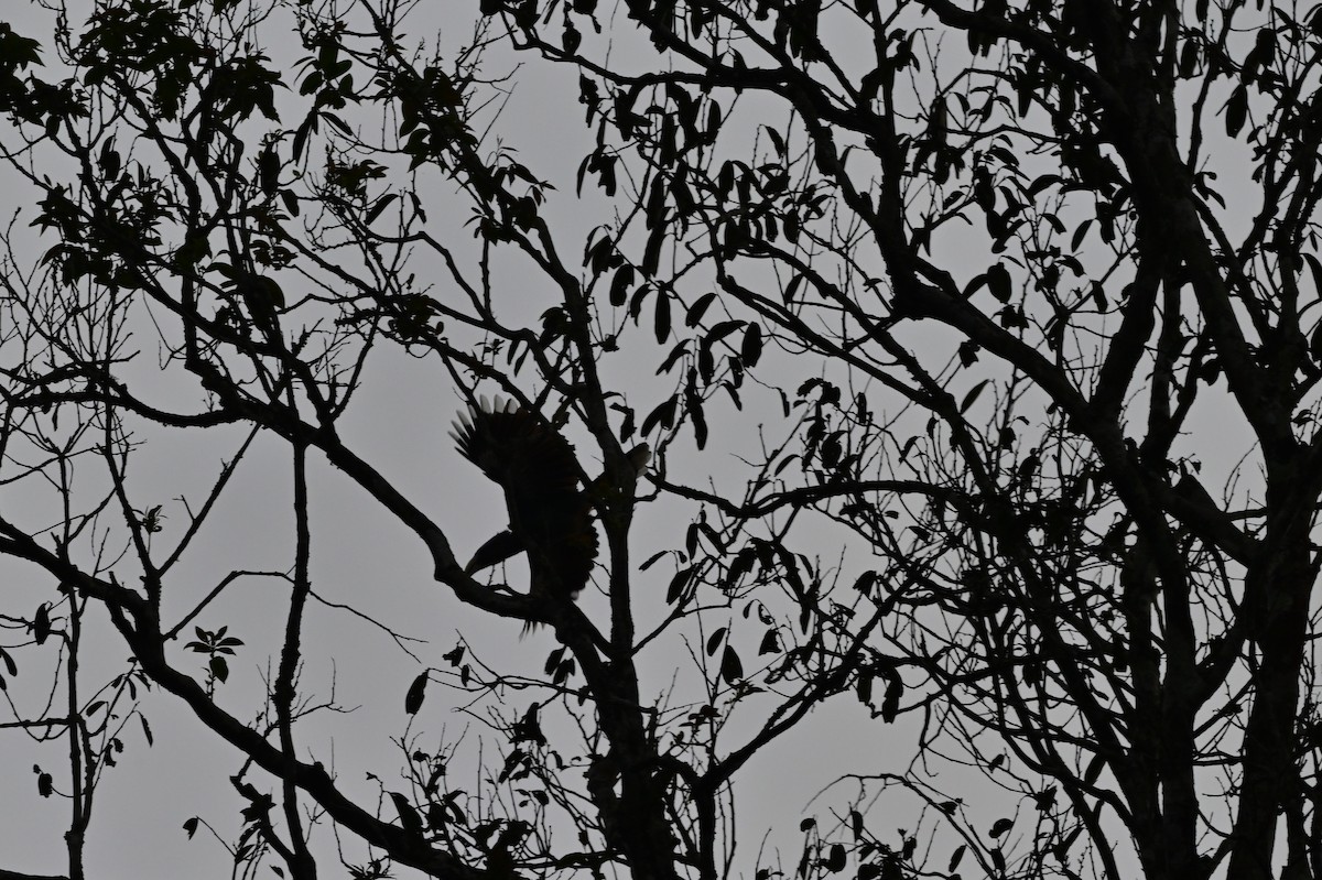 Malabar Gray Hornbill - ML638269299