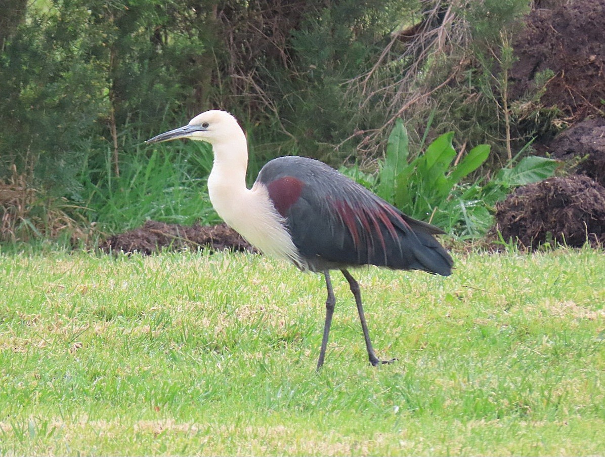Pacific Heron - ML638269301