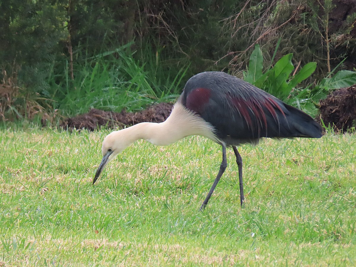Pacific Heron - ML638269302