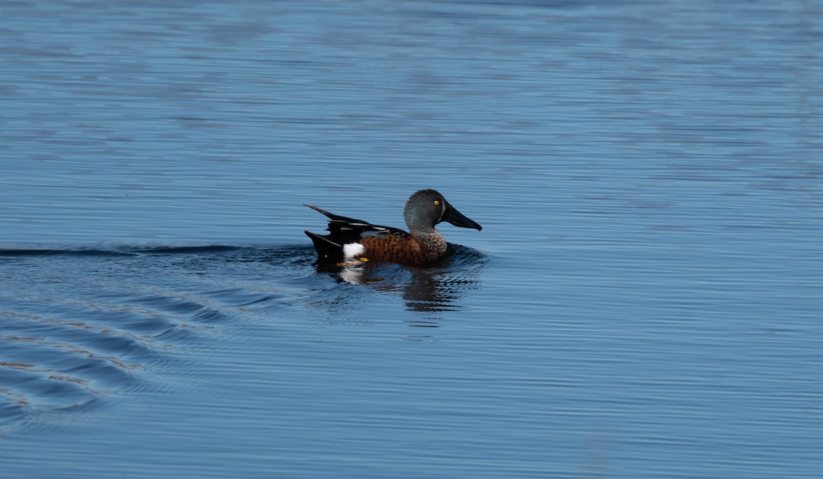 Australasian Shoveler - ML638269313