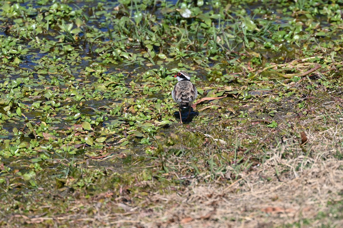 Black-fronted Dotterel - ML638269314